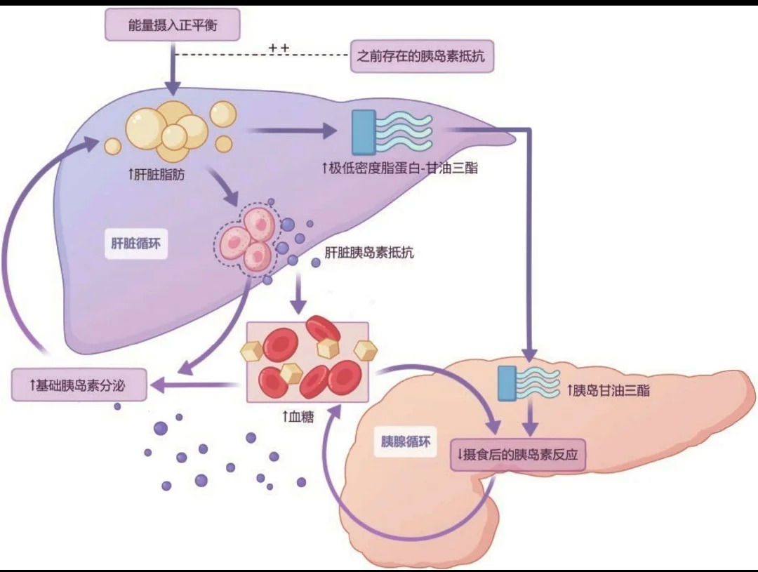 脂肪肝为什么会导致胰岛素抵抗？_1_健康喵喵_来自小红书网页版.jpg